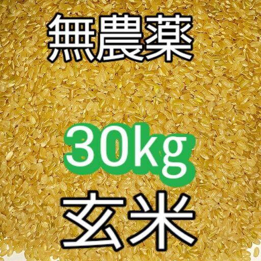 コシヒカリ玄米 30㎏ 無農薬 令和３年産 www.inversionesczhn.com