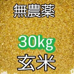 【ネット決済】コシヒカリ玄米　30㎏　無農薬　令和３年産