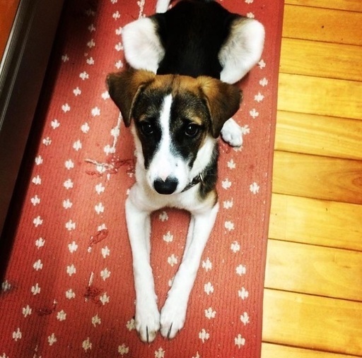 犬の里親探してます 白い猫と月猫 江迎鹿町のその他の里親募集 ジモティー