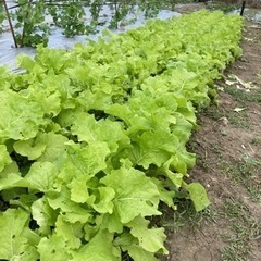 採れたて無農薬 山東菜 しるなー 