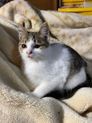 約3ヶ月のメスのキジトラ白の子猫 かっちゃん 羽生の猫の里親募集 ジモティー