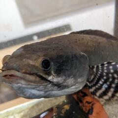 チャンナプルクラ　金魚　熱帯魚