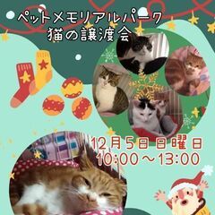 ★猫の譲渡会★武蔵村山ペットメモリアルパーク★