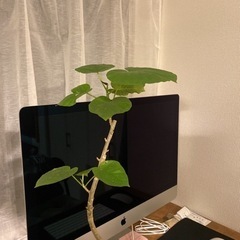【ネット決済】フィカスウンベラータ３.５号　観葉植物