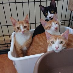 保護猫４匹です。（茶白） - 貝塚市