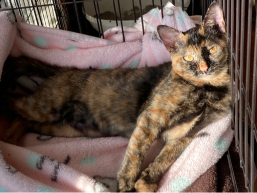 里親様決まりました 賢いお利口さんなサビ猫の女の子 おから 福間の猫の里親募集 ジモティー