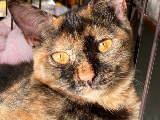 里親様決まりました 賢いお利口さんなサビ猫の女の子 おから 福間の猫の里親募集 ジモティー
