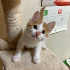 里親様決まりました　茶白猫の男の子 - 猫