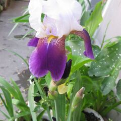 中古ジャーマンアイリスが無料・格安で買える！｜ジモティー