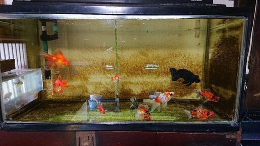 只今年末セール中 金魚色々2000円～50000円