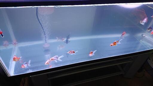 只今年末セール中 金魚色々2000円～50000円