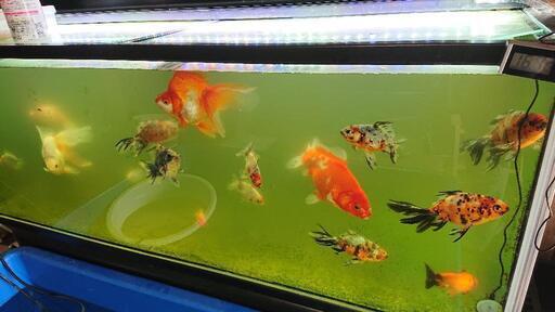 只今年末セール中 金魚色々2000円～50000円