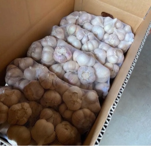 青森県十和田市産 乾燥ニンニク Mサイズ 10kg