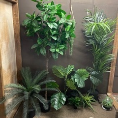 観葉植物 その他装飾品 100点以上