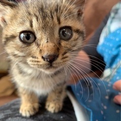 子猫を保護しています。