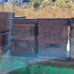 蜂の巣箱