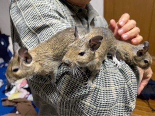 デグーの赤ちゃん 3匹 し 新原のその他の里親募集 ジモティー