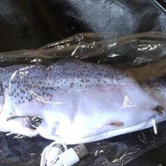 セイコーMODダイバーズ