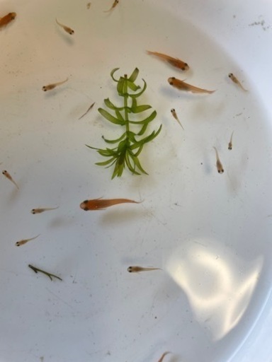 楊貴妃メダカ稚魚匹 Ni 西葛西のその他の中古あげます 譲ります ジモティーで不用品の処分