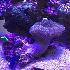海水魚　サンゴ　ウミキノコ　ソフトコーラル