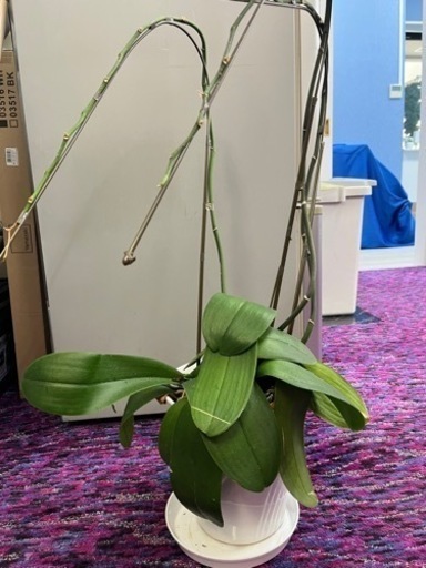 胡蝶蘭 花が落ちたもの まき 西鉄福岡 天神 の携帯電話 スマホの中古あげます 譲ります ジモティーで不用品の処分