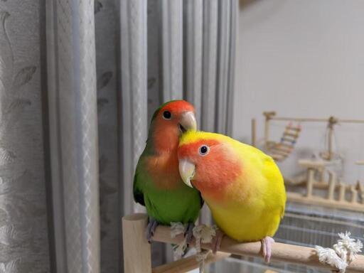 コザクラインコ 2羽 3才 とりの 市が尾のその他の里親募集 ジモティー コザクラインコ 2羽 3才 とりの 市が尾のその他の里親募集 ジモティー