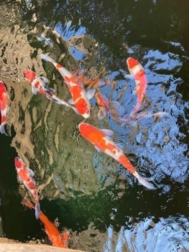 錦鯉50〜70cm 一匹1万円