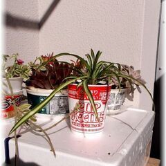 【カップヌードル鉢カバー観葉植物】スパイダープラント(折鶴…