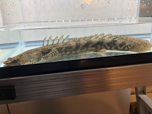 ポリプテルスビキールコリバ　約26センチ　コウロントン産