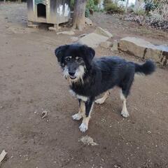 ミックス犬を飼ってくれませんか