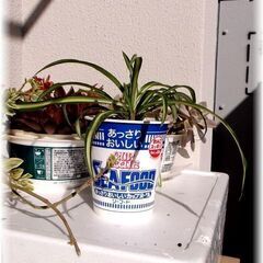 【観葉植物】スパイダープラント／オリヅルラン_カップヌードル鉢カ...