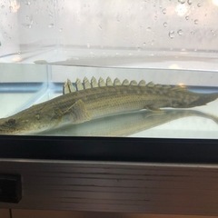 カミハタビキール約30センチ 証明書あります。