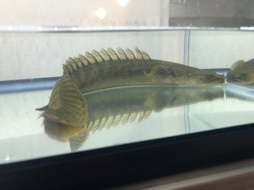 カミハタビキール約30センチ 証明書あります。 カミハタビキール約30センチ 証明書あります。