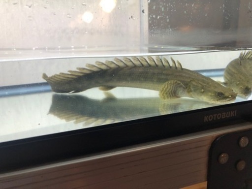 カミハタビキール約30センチ 証明書あります。