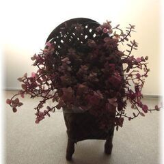 藤の椅子鉢カバーに植わった『桜色カリシア』高さ25cm٩꒰…