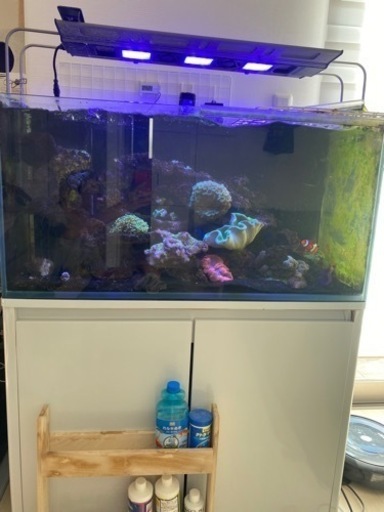 海水魚 パープルタン 約12〜3センチ