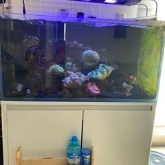 海水魚　パープルタン　約12〜3センチ