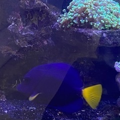 海水魚　パープルタン　約12〜3センチ