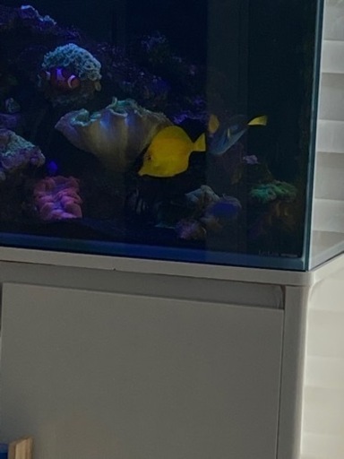 商談成立済・取置き中】キイロハギ