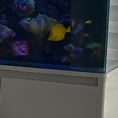 【商談成立済・取置き中】キイロハギ