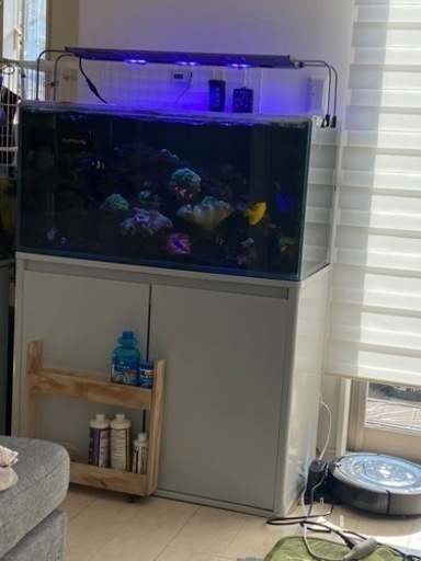 商談成立済・取置き中】キイロハギ