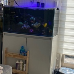 【商談成立済・取置き中】キイロハギ