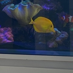 【商談成立済・取置き中】キイロハギ