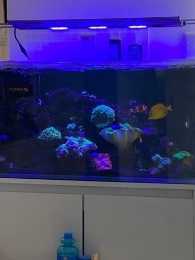 値下げ！】海水魚 ナンヨウハギ 約13〜4センチ