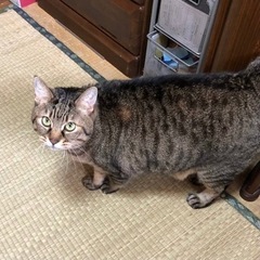 【緊急】オス猫です。東京からのSOS