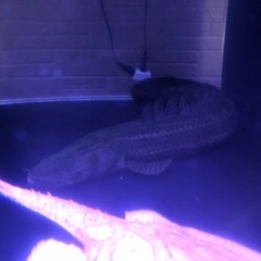 ポリプテルスビキールビキールWild個体約65くらい