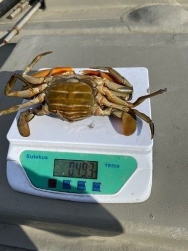 浜名湖　ドウマン蟹　(ノコギリガザミ)
