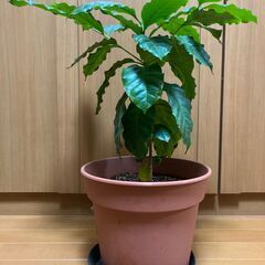 【ネット決済】【観葉植物】コーヒーの木