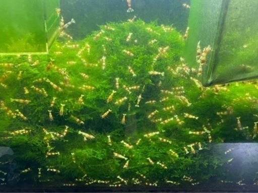 完売御礼 レッドビーシュリンプ30匹セット みかんぼーや 前後のその他の中古あげます 譲ります ジモティーで不用品の処分