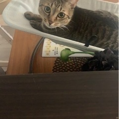 猫が行方不明になりました